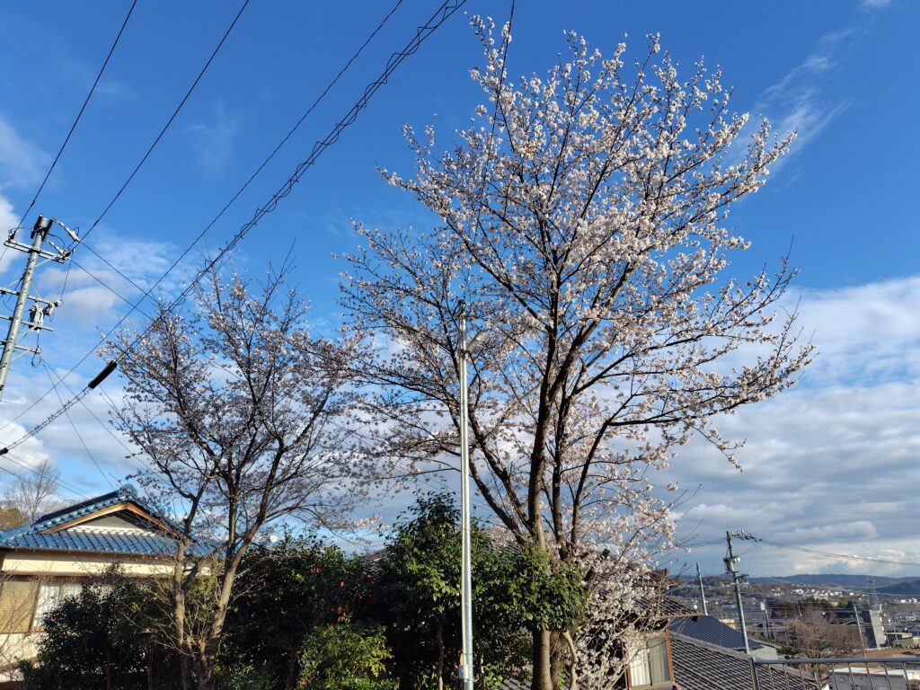桜